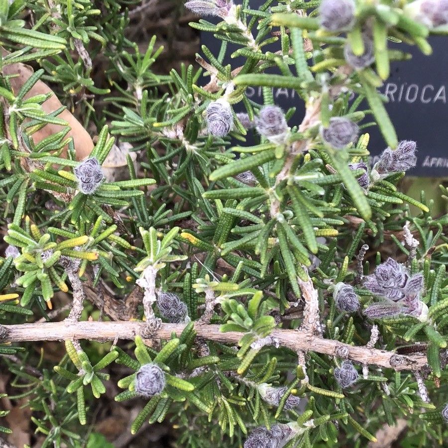 Rosmarinus eriocalyx