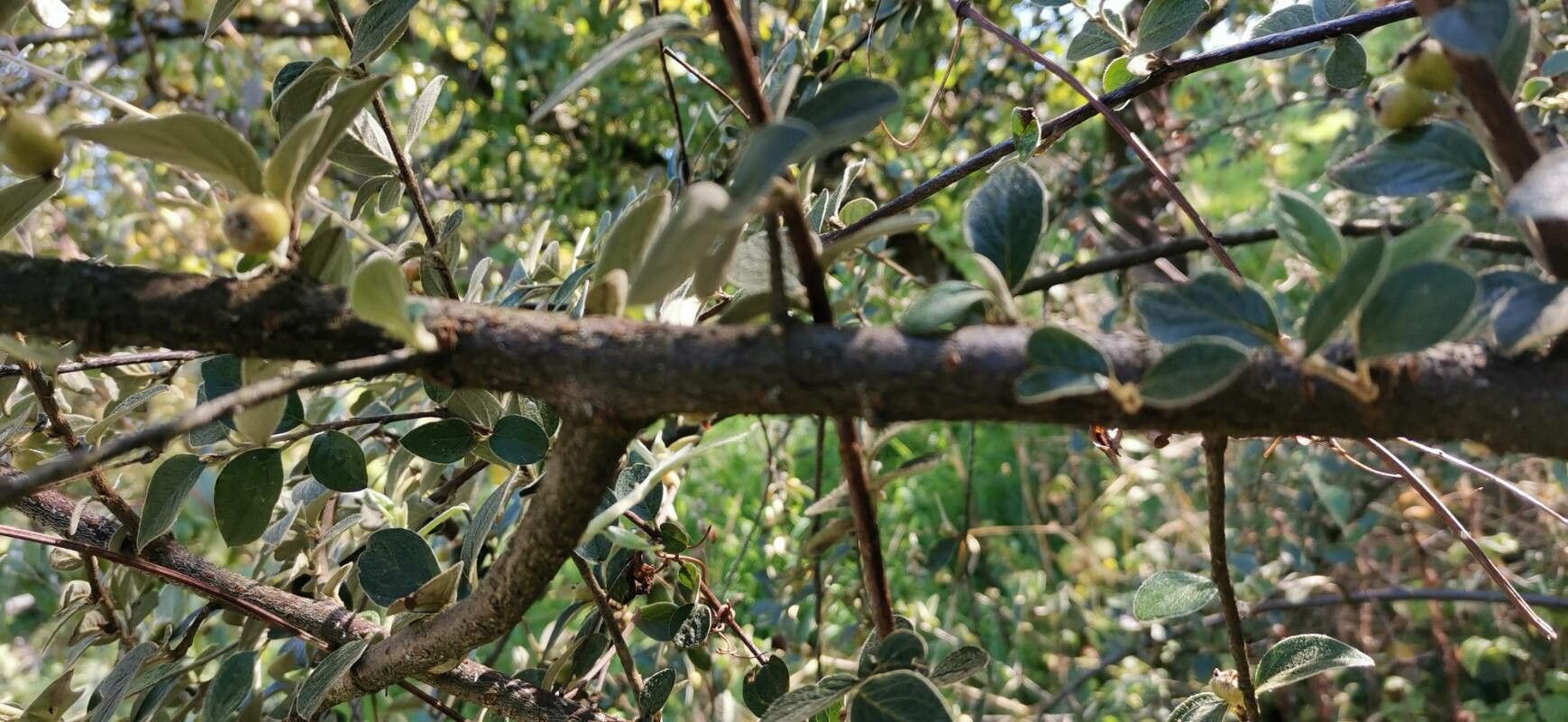 Cotoneaster induratus bark