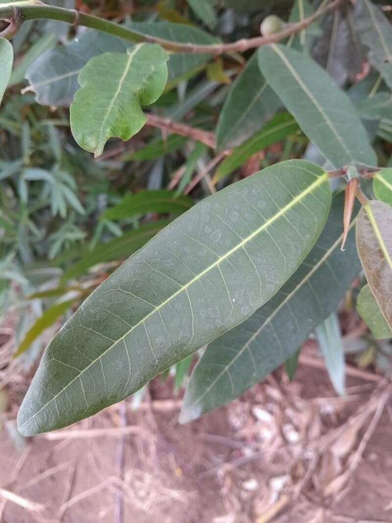 Ficus polyphlebia — houseplant care guide