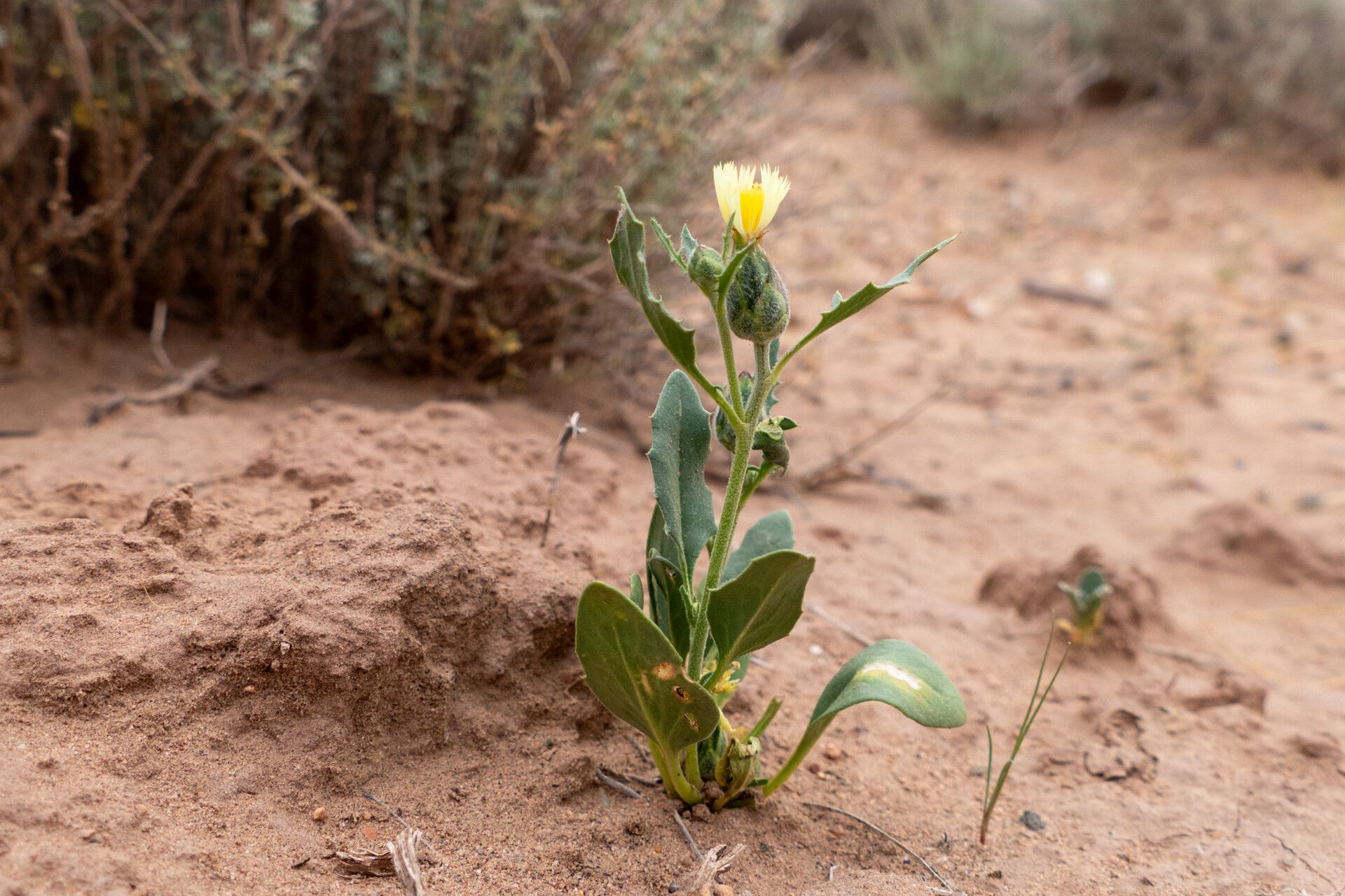Amberboa amberboi habit