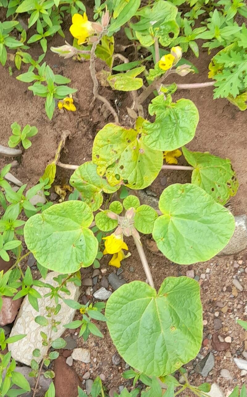 Ibicella parodii habit