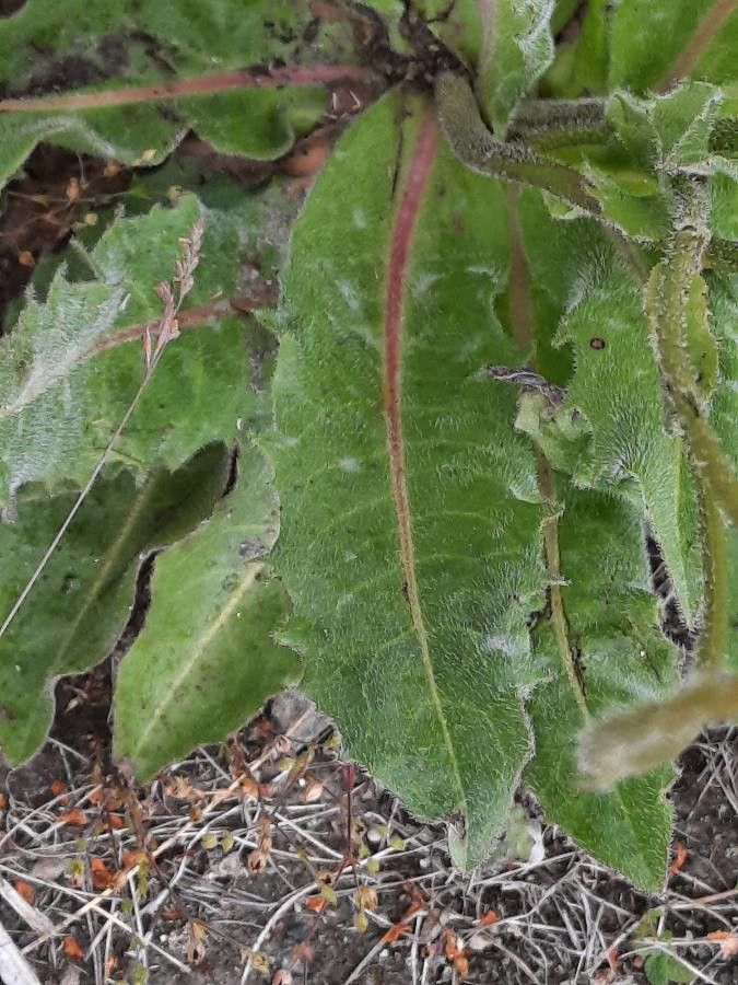 Hypochaeris maculata — search result for 'Hypochaeris'