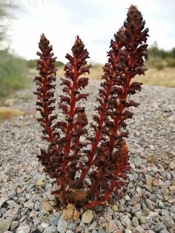 Orobanche foetida — houseplant care guide