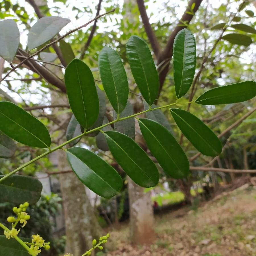 Simarouba glauca flower