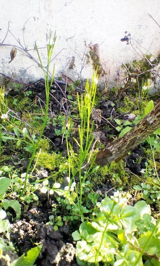 Arabis allionii leaf