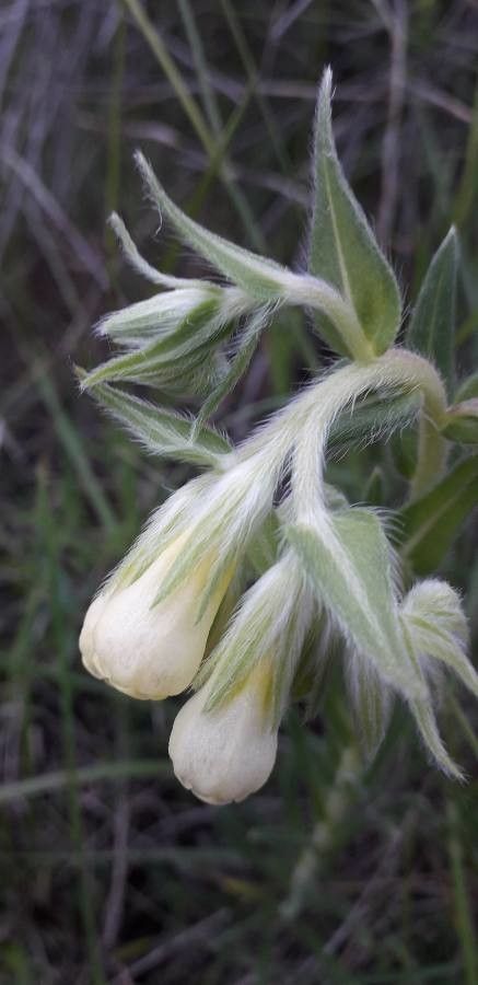 Onosma echioides — houseplant care guide