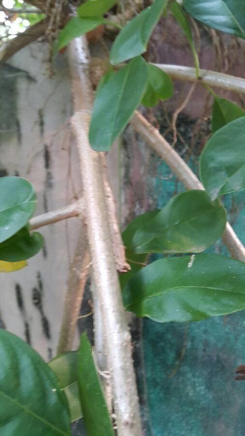 Solandra grandiflora bark