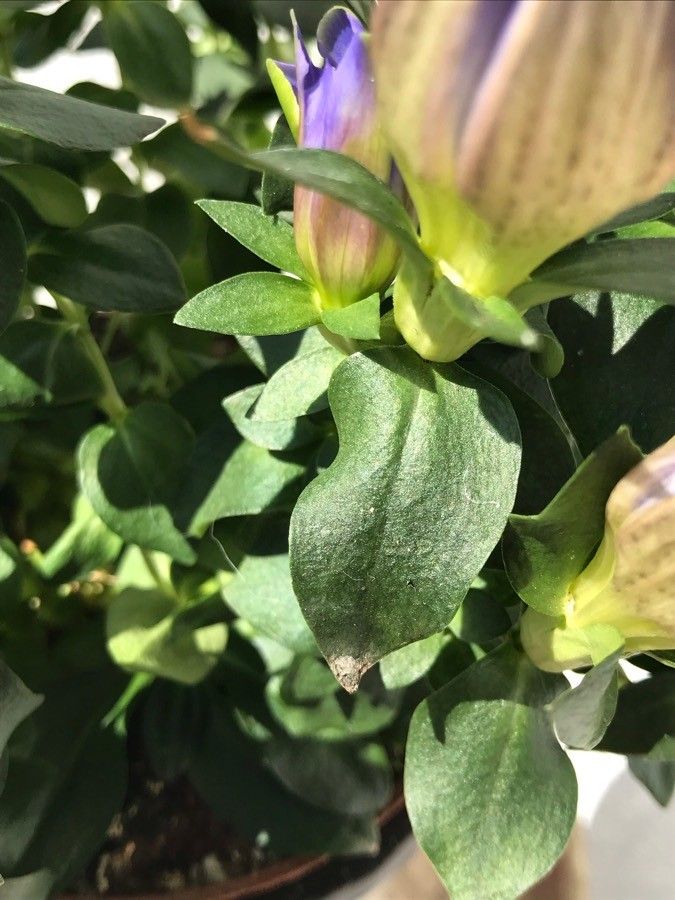 Gentiana calycosa — search result for 'Gentiana'