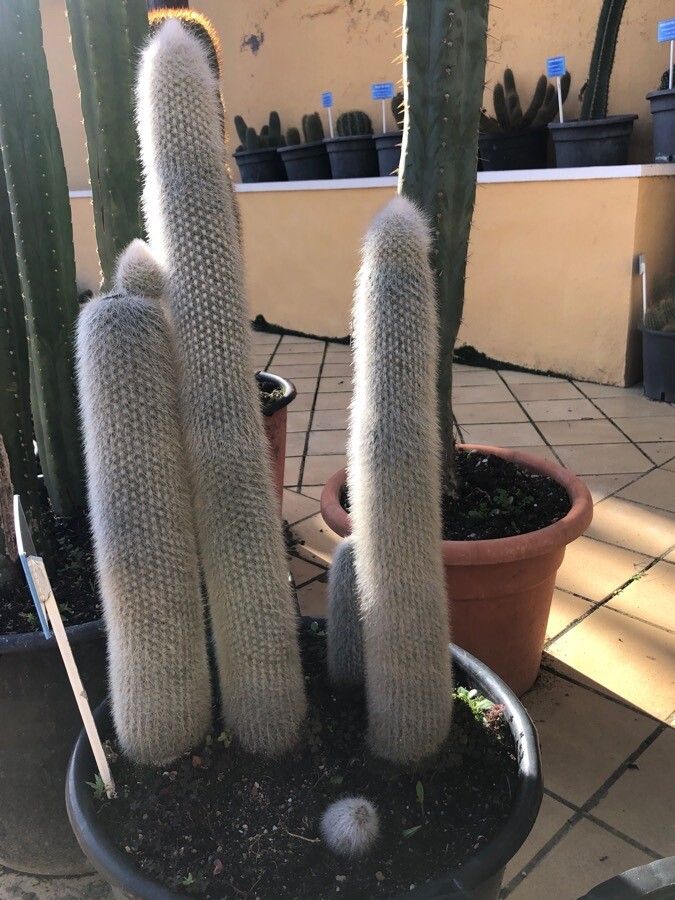 Cleistocactus straussii leaf