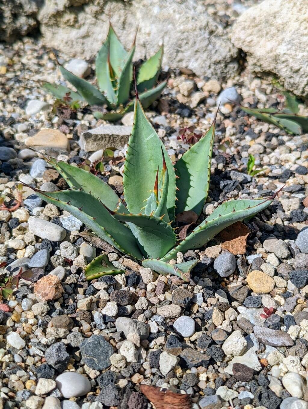Agave parryi — search result for 'Agave'