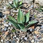 Agave parryi
