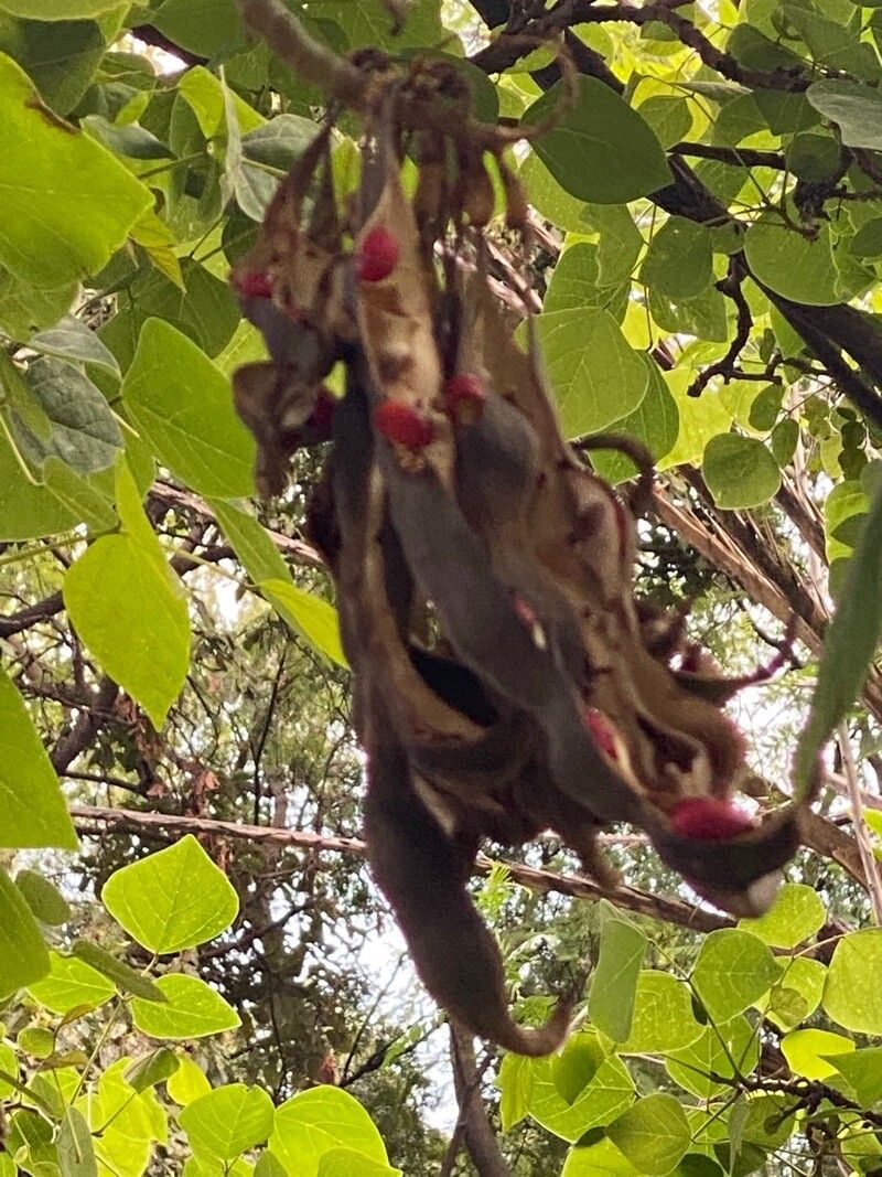 Erythrina rubrinervia fruit