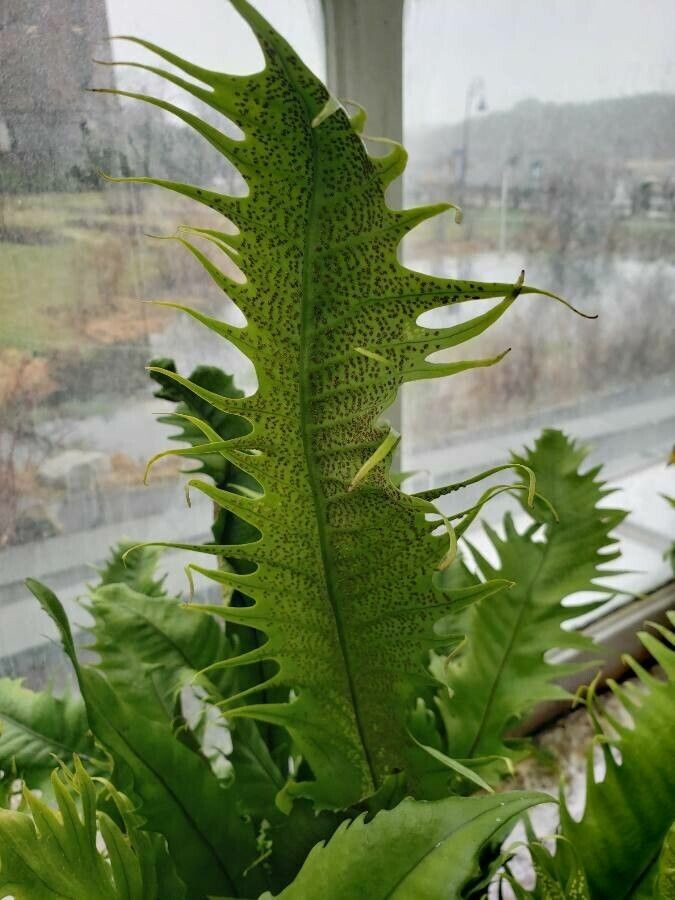 Microsorum punctatum fruit