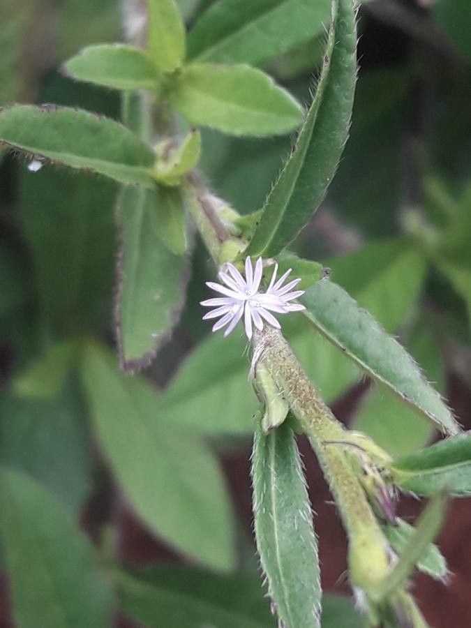 Pseudelephantopus spicatus flower