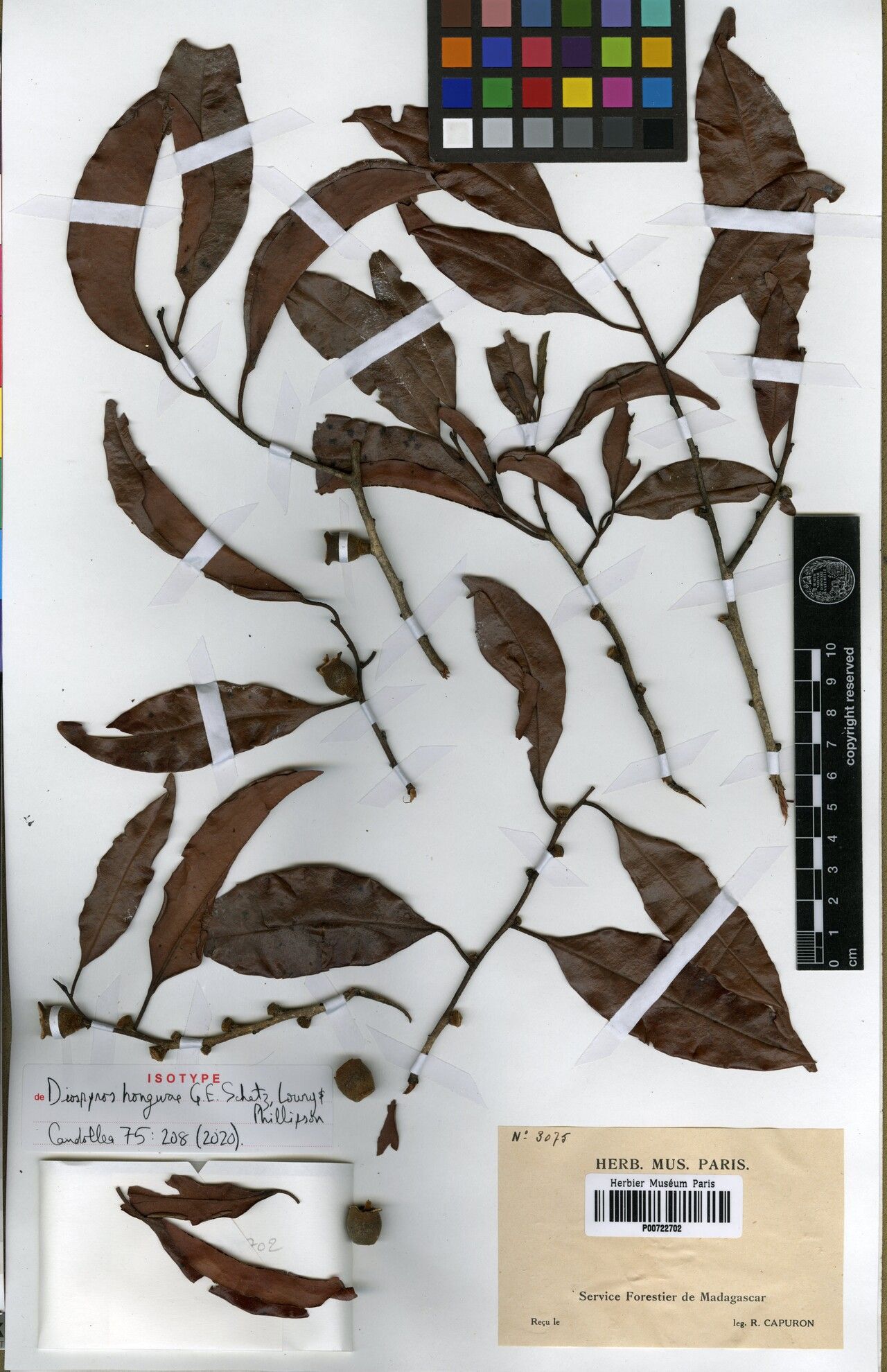 Diospyros hongwae — houseplant care guide