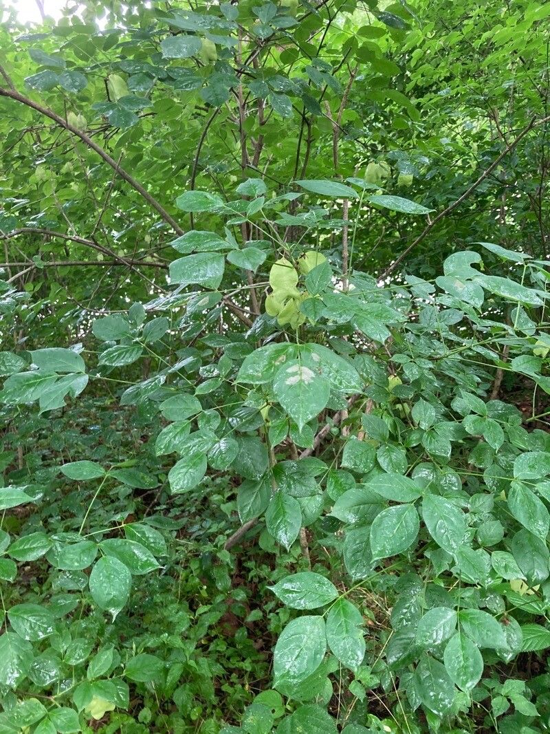 Staphylea trifolia leaf