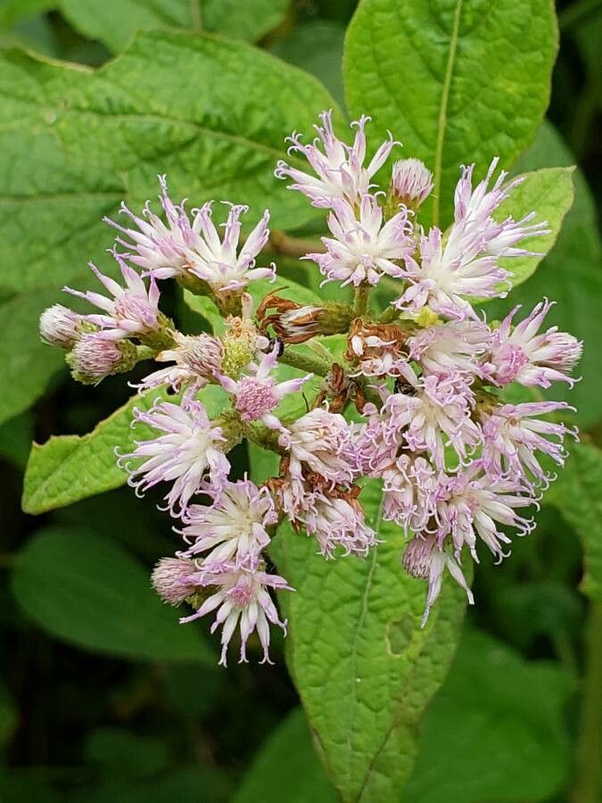 Vernonia brachycalyx flower