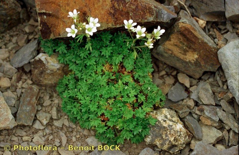 Saxifraga × obscura habit
