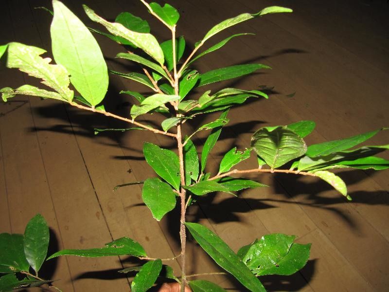 Tapura guianensis habit