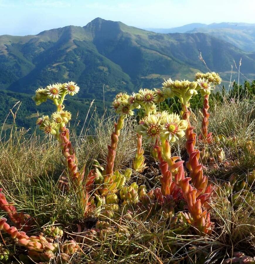 Sempervivum kindingeri flower