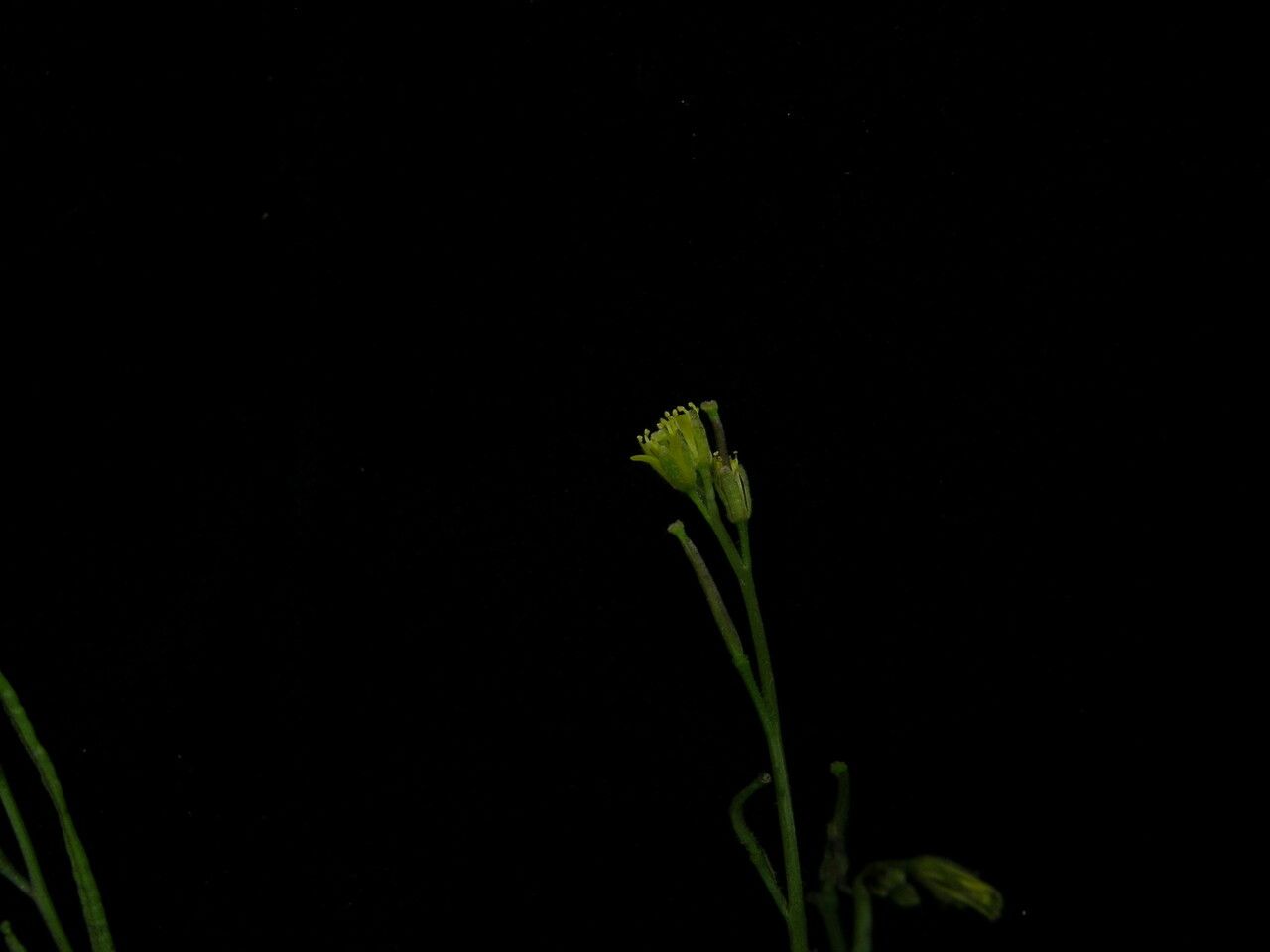 Sisymbrium nepalense — search result for 'Sisymbrium'