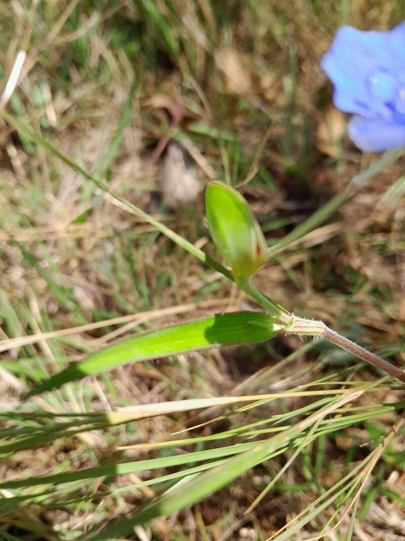 Commelina madagascarica — search result for 'Commelina'