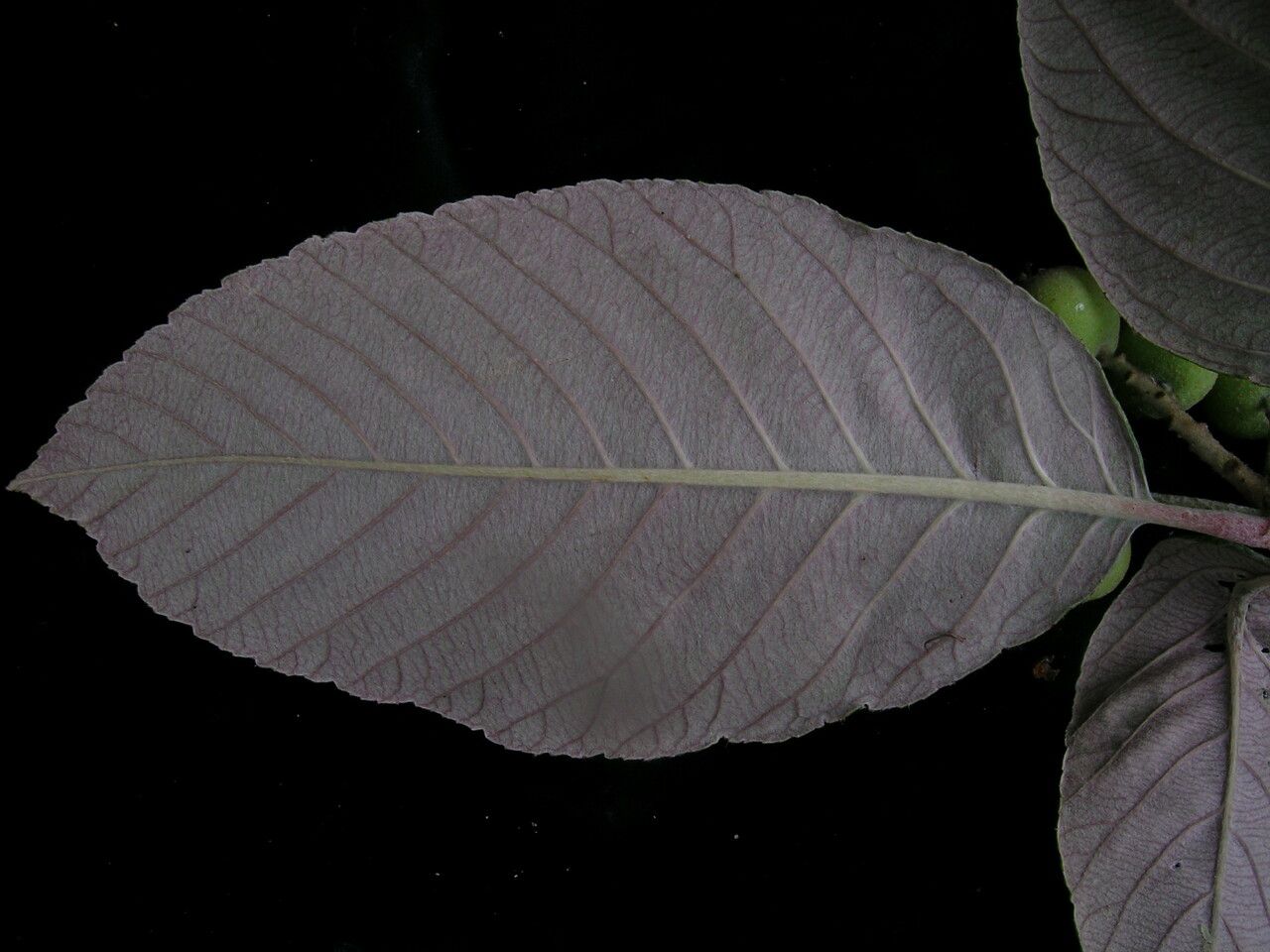 Sorbus vestita leaf