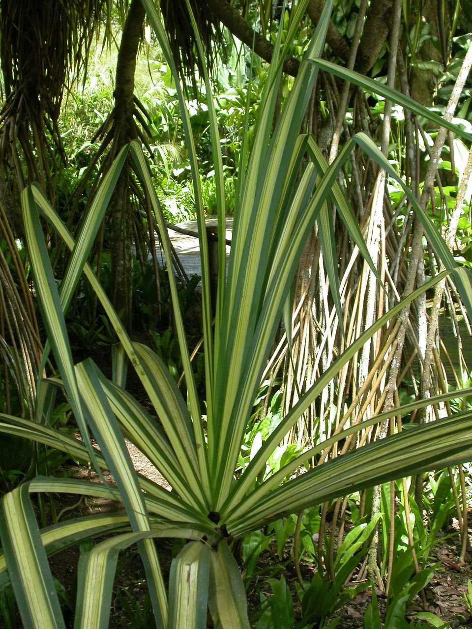Pandanus sanderi leaf