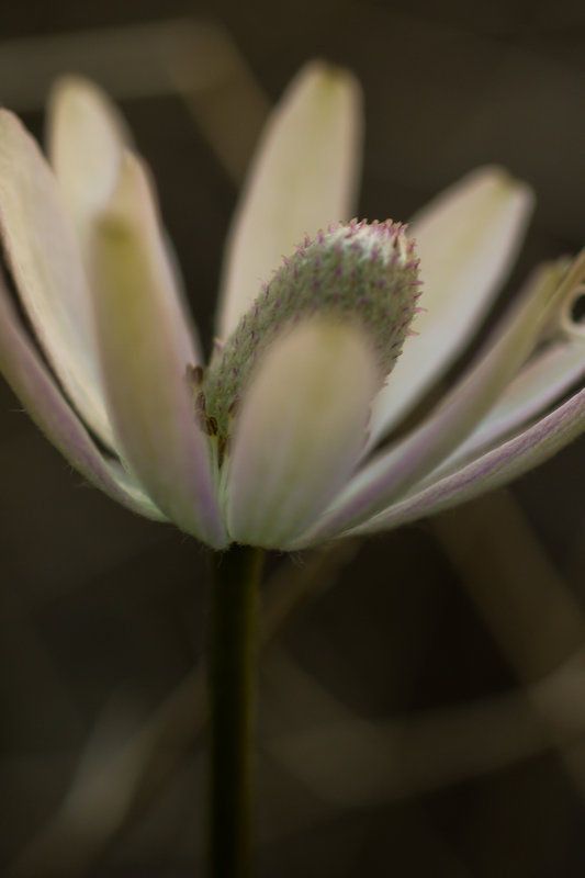 Anemone tuberosa flower
