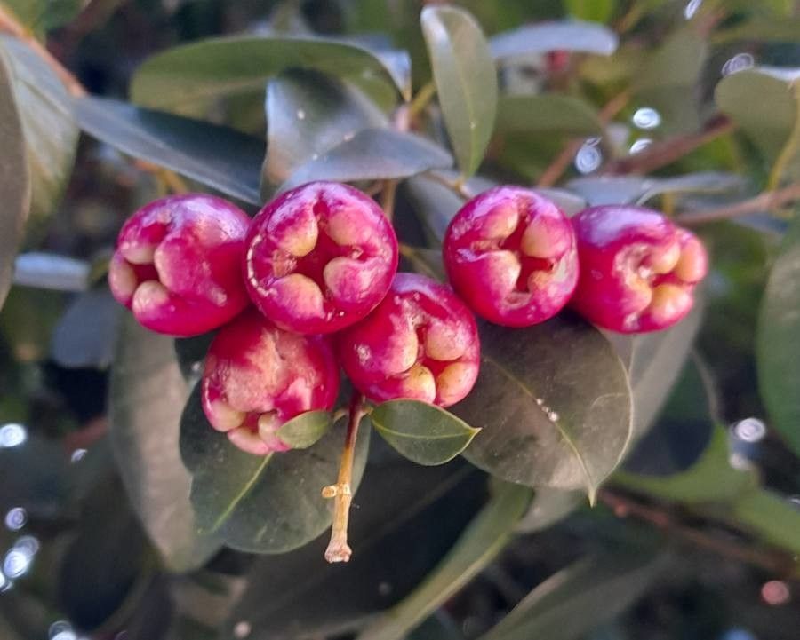 Syzygium australe fruit