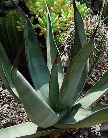 Agave scabra — houseplant care guide