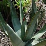 Agave scabra