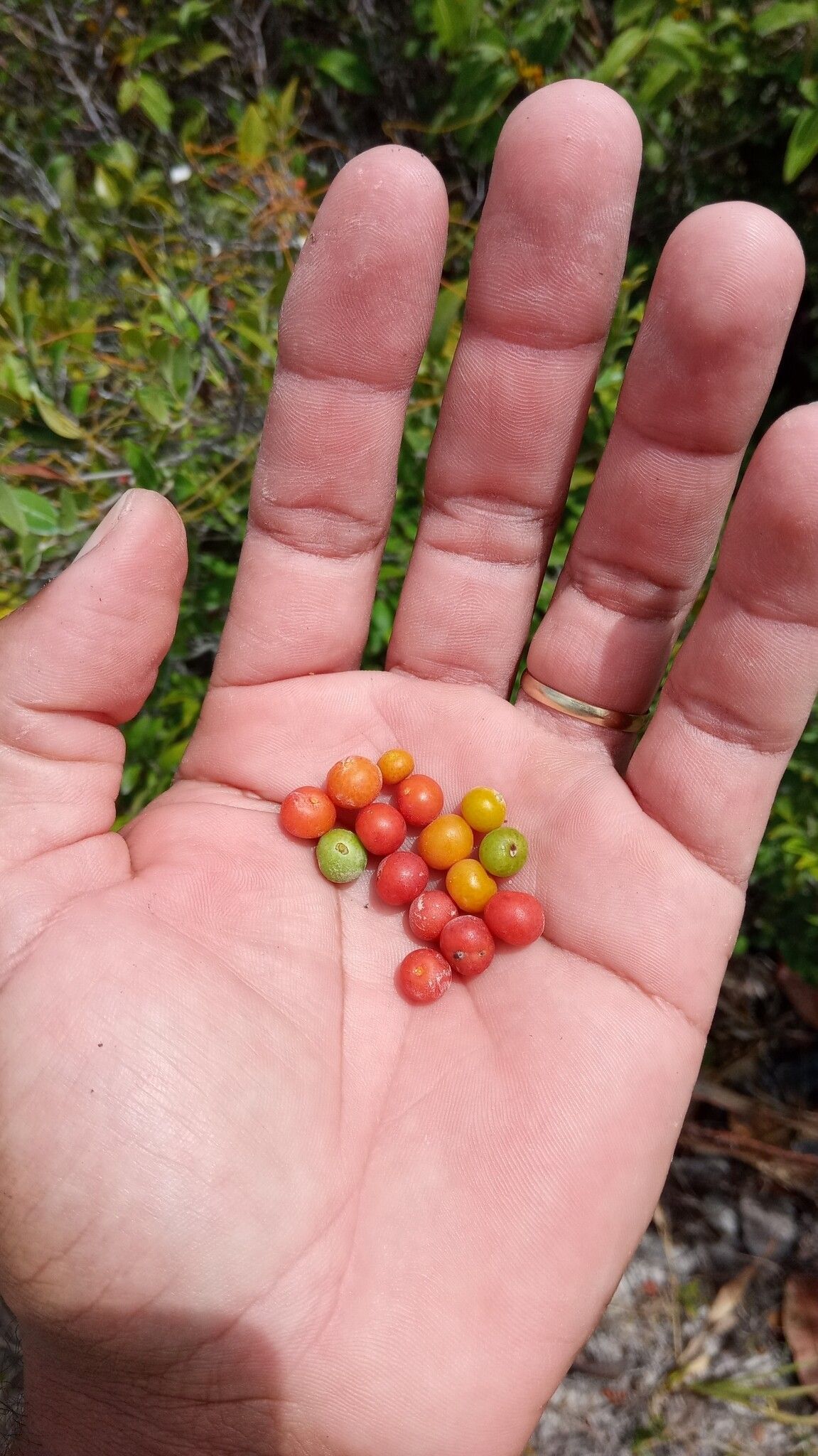 Myrciaria cuspidata — related species from the same genus