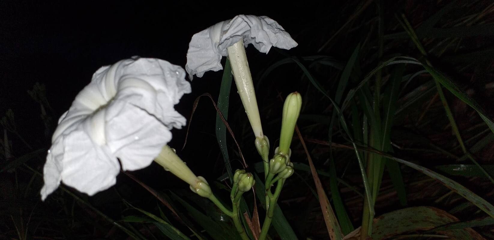 Ipomoea suaveolens flower