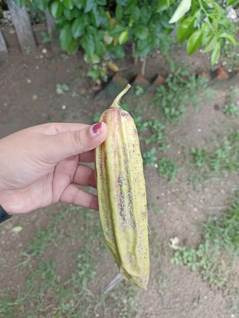 Parmentiera aculeata fruit