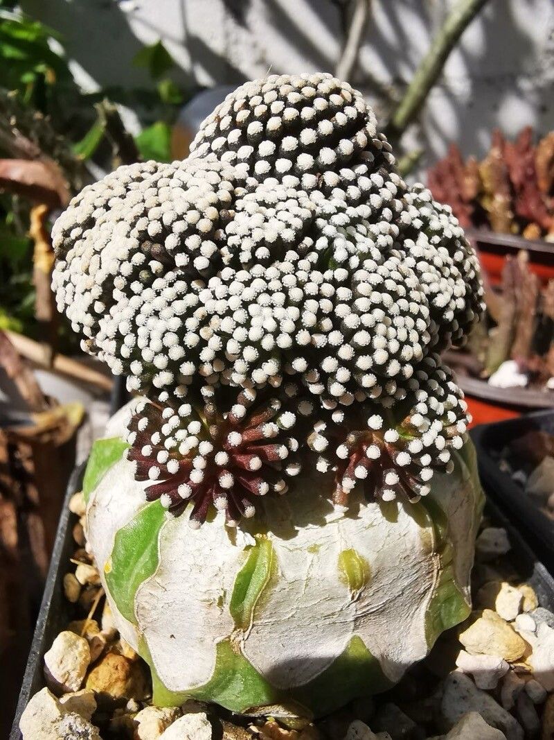 Mammillaria luethyi leaf