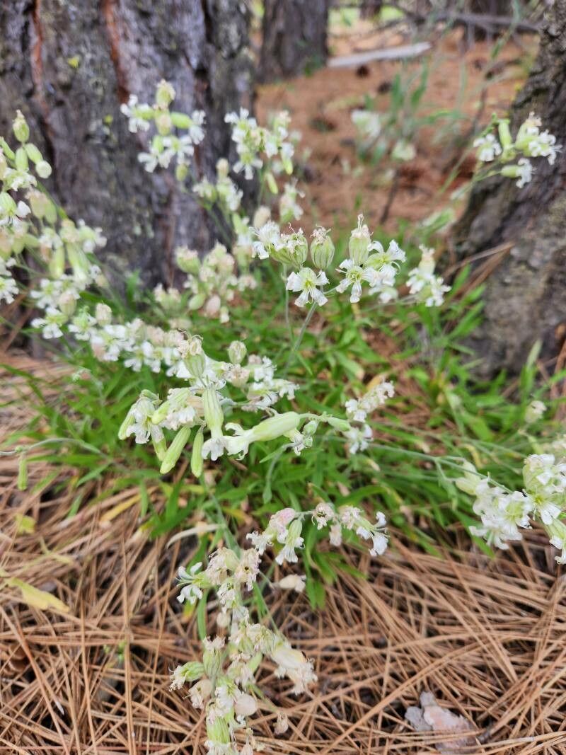 Silene douglasii — search result for 'Silene'