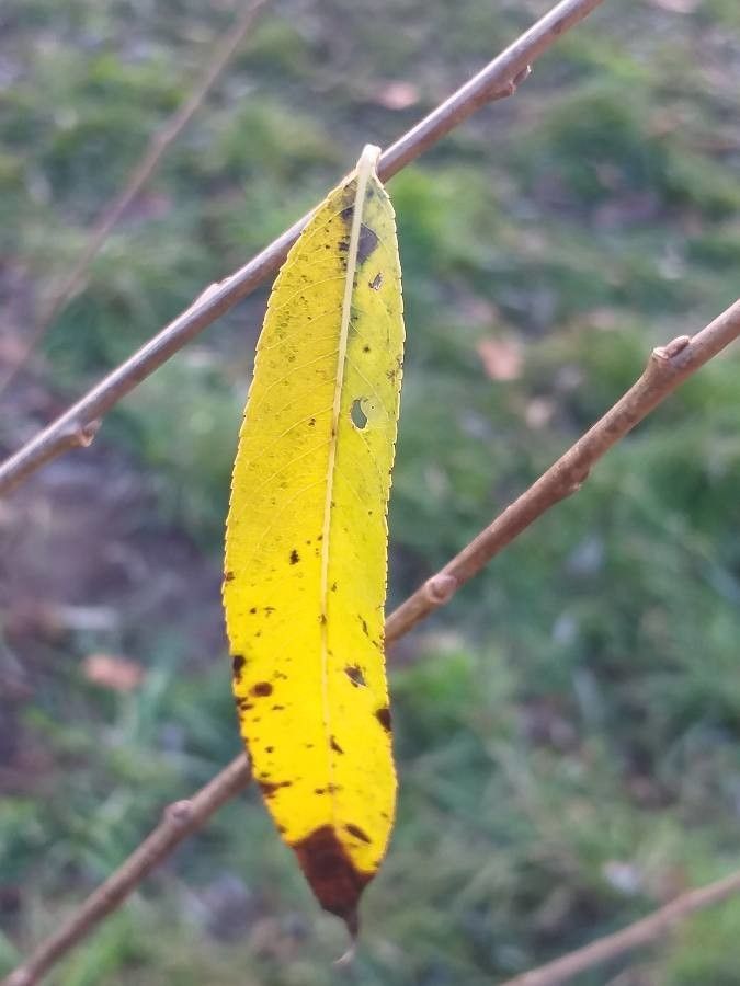 Salix pierotii — search result for 'Russia'