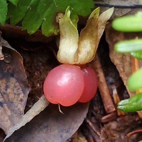 Rubus pedatus fruit