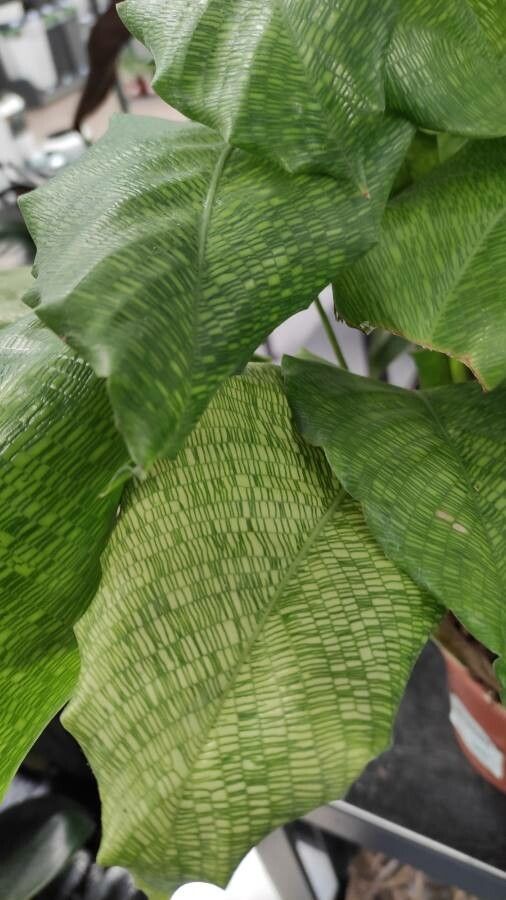 Calathea bella