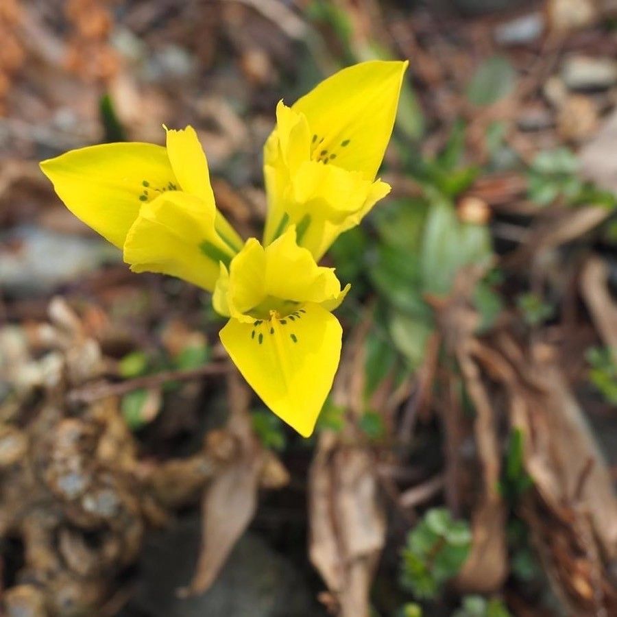 Iris danfordiae — search result for 'Iris'