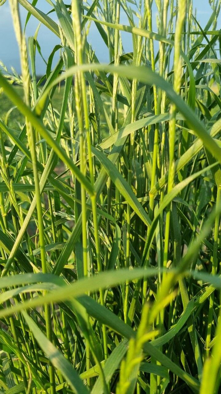 Lolium multiflorum leaf