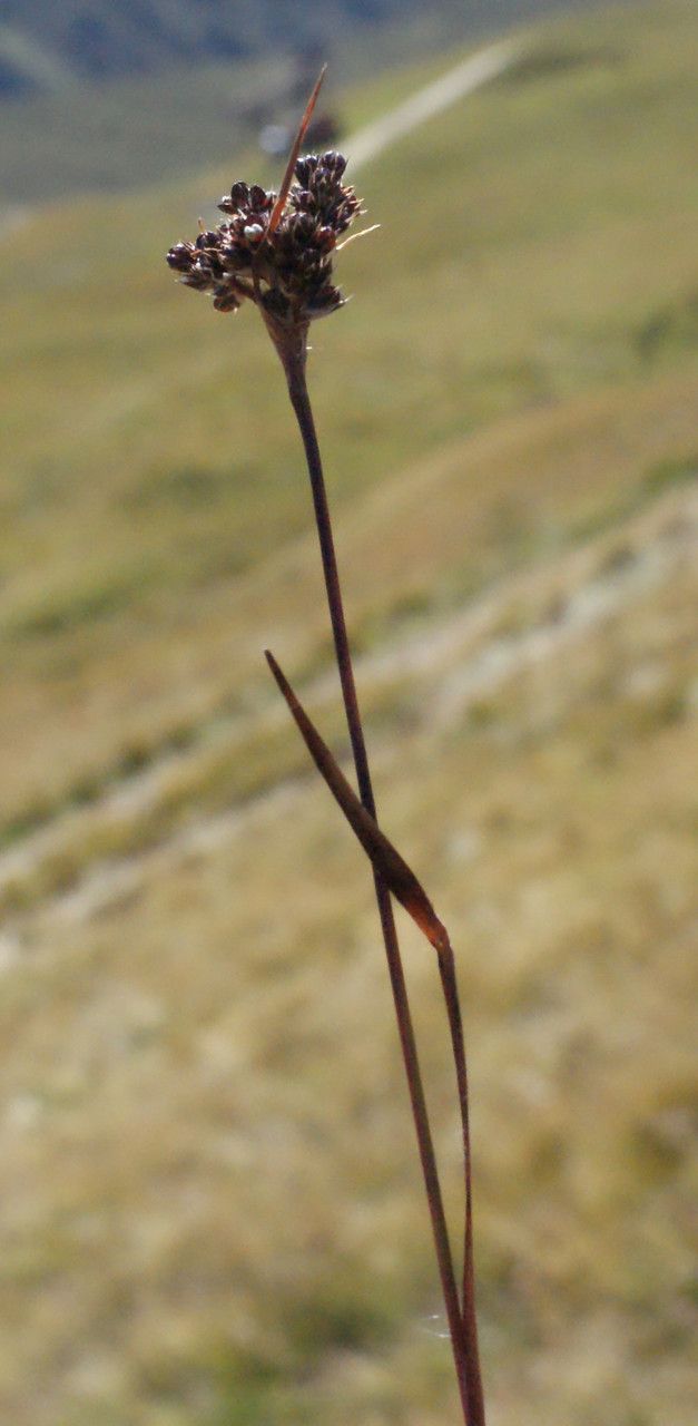 Luzula sudetica habit