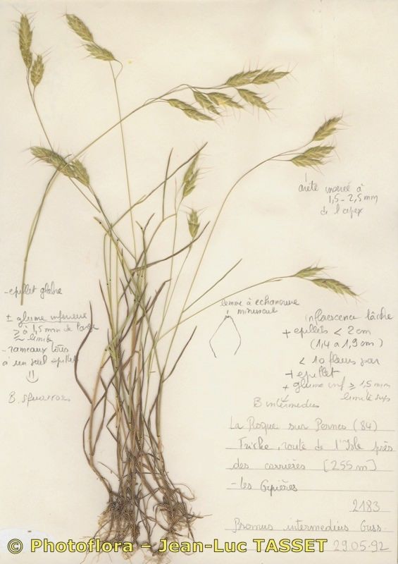 Bromus intermedius — search result for 'Bromus'