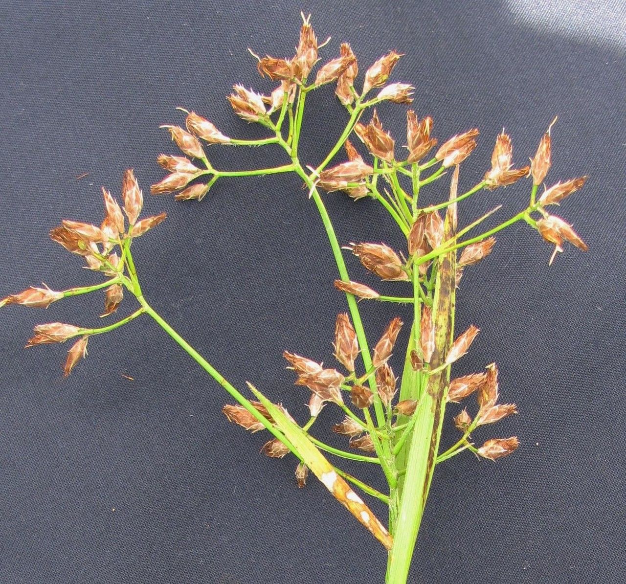 Rhynchospora velutina other