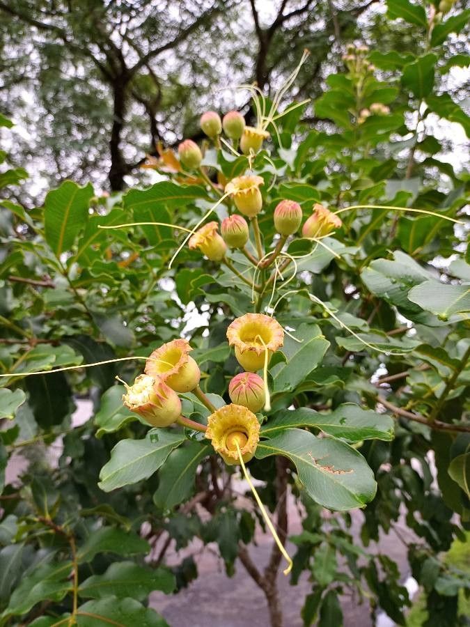 Lafoensia pacari flower