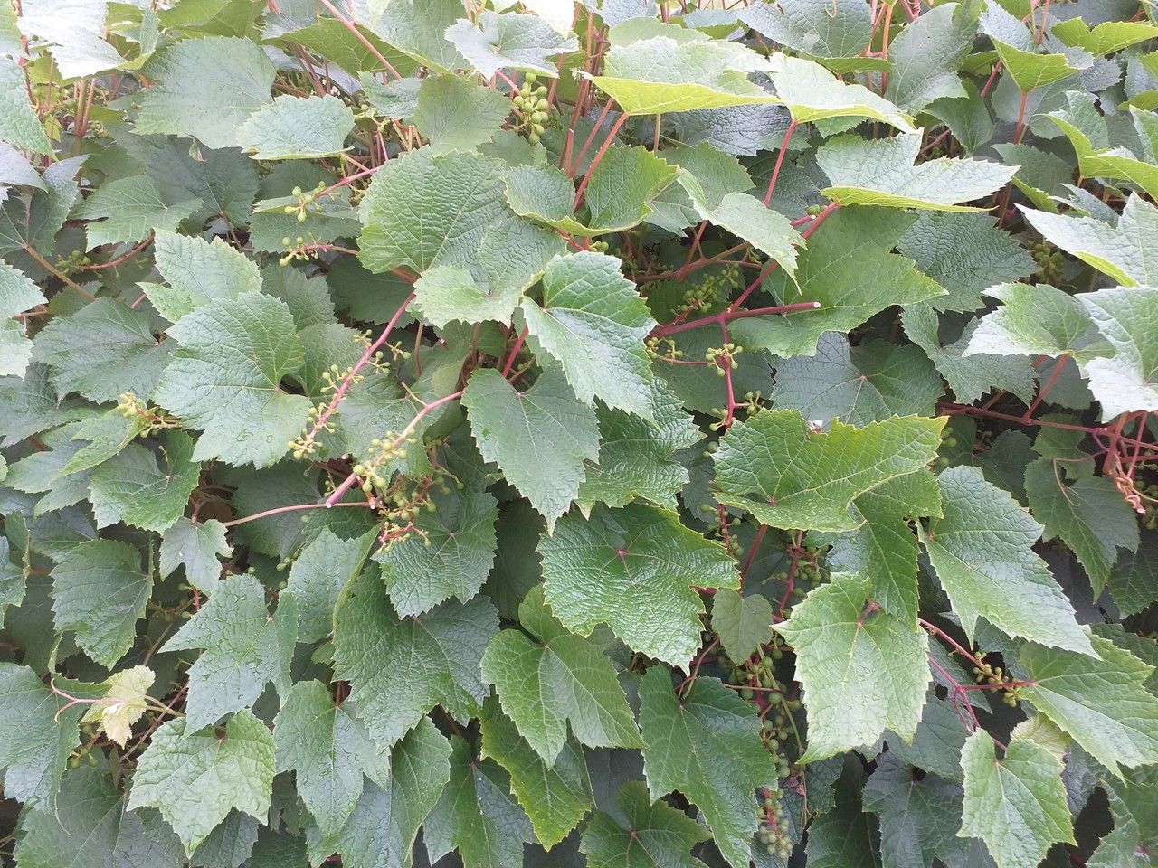 Vitis amurensis