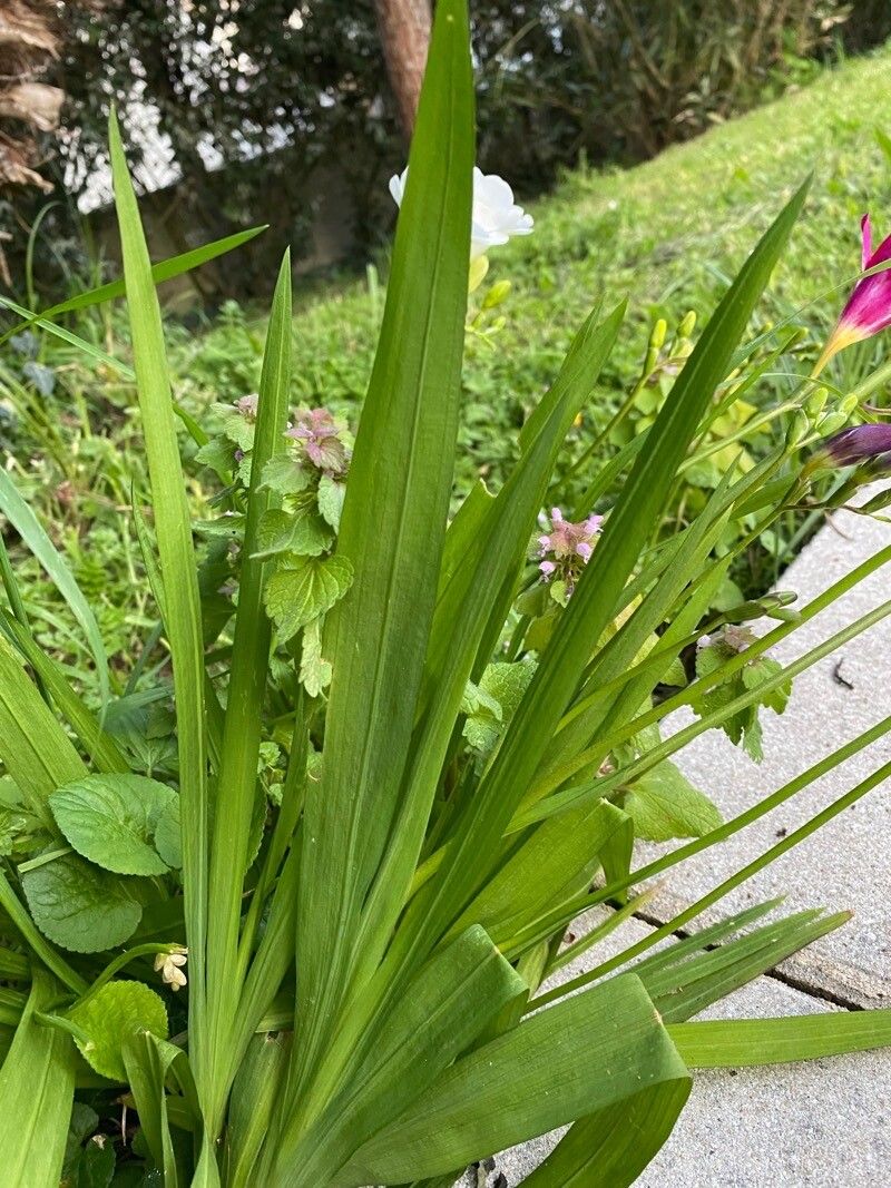 Freesia × kewensis — search result for 'Freesia'