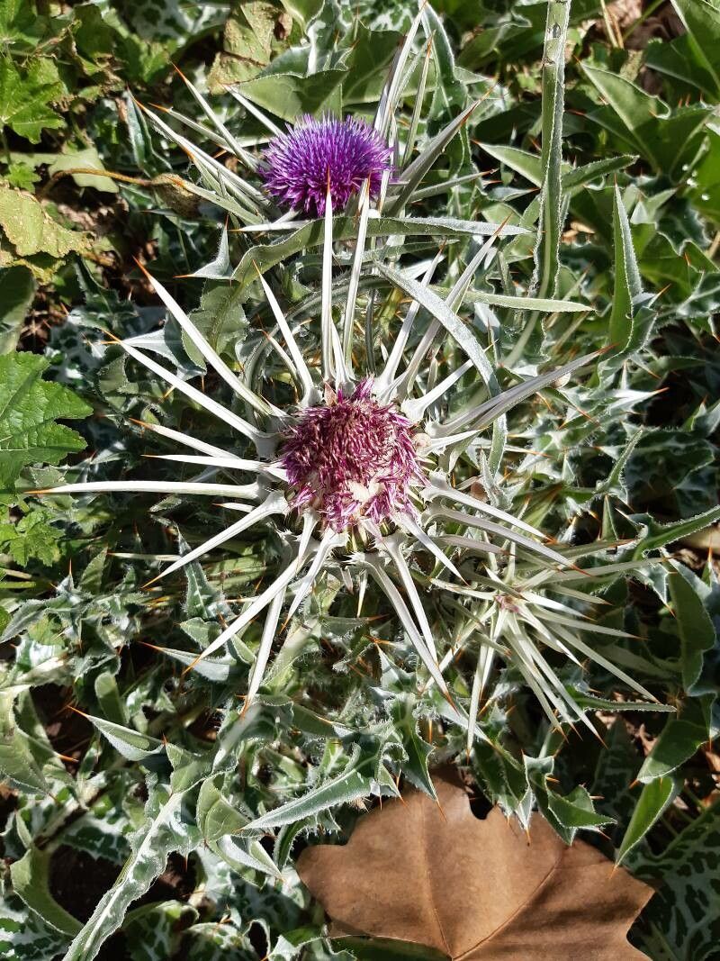 Silybum eburneum flower
