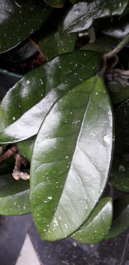 Drypetes variabilis — houseplant care guide